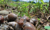 Caracol africano- especie invasora