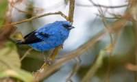 Día Internacional de las Aves