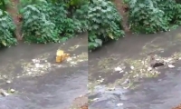 Basura arrastrada por el Río Manzanares.