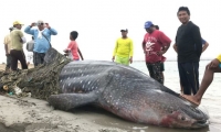 Encuentran tiburón ballena muerto en La Guajira