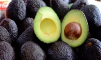 Aguacate Hass será exportado por el Puerto de Santa Marta. 