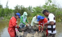 restauración de manglar en la ciénaga Grande