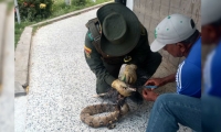 Boa constrictor atrapada en desechos de basura.