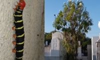 La oruga Esfinge de Tetrio (Pseudosphinx tetrio) ha 'invadido' el cementerio San Miguel.