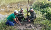 Siembra de árboles en Guachaca