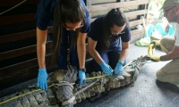 Atención del caimán en el zoológico.