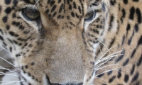 El jaguar sale a cazar con sus crías en la vereda Buenos Aires.