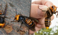 La preocupación además radica en que al ser aniquiladores de las abejas quienes cumplen un papel importante en el ecosistema con su proceso de polinización, estos avispones podrían afectar gravemente el medio ambiente, la producción alimenticia y la biodiversidad mundial.