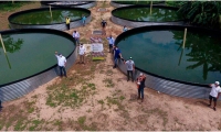 Mensualmente esperan obtener una producción de entre 8 y 12 toneladas del cultivo de Tilapia Roja.