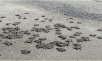 Estas playas son escogidas por las tortugas para arribar y eclosionar debido a sus ecosistemas marinos costeros productivos