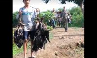 La caza indiscriminada de aves migratorias estaría ocurriendo en Ciénaga Grande de Santa Marta.
