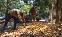 Productores de mango en Magdalena podrían verse beneficiados con la apertura comercial.