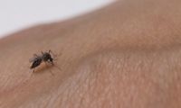 Mosquito del Dengue 