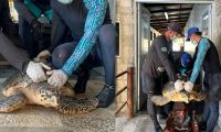 Tortuga rescatada por pescador y atendida por Corpamag.