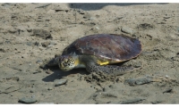 Las tortugas fueron rescatadas en el 2020 por el equipo de expertos del Centro de Atención de Fauna Marina.