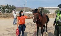 Caballo rescatado en Villa Betel.