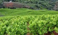 Cultivos de coca en Colombia.