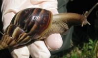 Caracol africano.