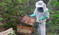 El uso de plaguicidas genera constantemente mortandad de abejas 