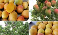 En la actualidad el ICA tiene más de 100 predios autorizados para exportación de mango.