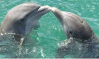 Los delfines fueron encontrados por pescadores en Ciénaga- Tasajera