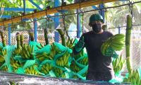 Se busca proteger las plantaciones de banano.