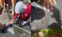 la manatí fue capturada por pescadores en tasajera