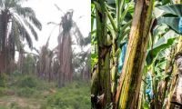 Con este proyecto de ley se busca proteger la agricultura nacional.