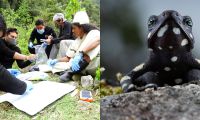 La Alma Mater integra la primera red para proteger las ranas Arlequín.