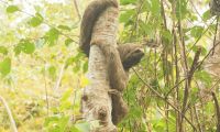 Para la Corporación es prioridad la conservación de la biodiversidad del Magdalena