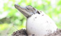 Fueron rescatados en julio del presente año.