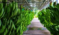 Las exportaciones banano a nivel nacional crecieron 0.8% respecto al 2020.