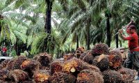 Agroindustria de la palma de aceite logra cifras récord en producción.