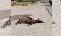 Equino encontrado en Bastidas.