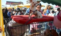 Feria de mascotas.