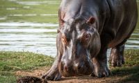 El hipopótamo es una especie longeva, vive alrededor de 40 años en estado silvestre y hasta 50 años en cautividad