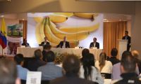 El banano es la fruta que más se produce en Colombia con un total de 2’436.424 toneladas en el 2020.