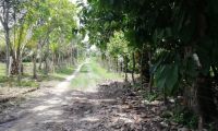 Parte del camino que deben recorrer los estudiantes para llegar a Aracataca. 