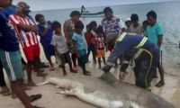 Tiburón cazado en la Alta Guajira.