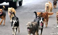 Animales en situación de calle