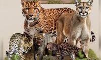 Estas son las especies de felinos que hay en el Magdalena.
