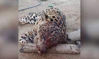 Jaguar asesinado.