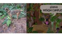 Wilson, el perro desaparecido en la selva