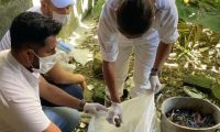 Reportan presencia del caracol africano en Palmor: Corpamag visitó la población