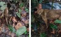 Perrito encontrado en la selva de Caquetá