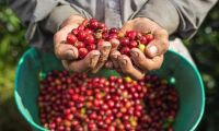 Producción de café en Colombia.