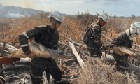 Ejército rescató tres caimanes y dos tortugas del incendio en el Parque Isla Salamanca