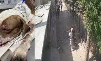 Brutal ataque contra un perro en Santa Marta