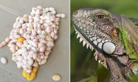 Huevos de iguana decomisados.