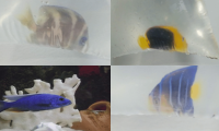 Cae red que traficaba corales y peces exóticos desde Taganga hacia EE. UU. y Perú